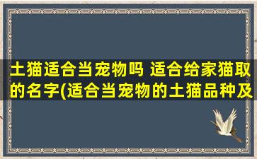 土猫适合当宠物吗 适合给家猫取的名字(适合当宠物的土猫品种及特点，以及如何为家猫取名)